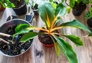 Green seedlings in pots, potting plants at home. Indoor garden, house plants. Alocasia, ficus, palm,  monstera monkey, calathea, swiss cheese plant