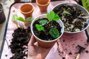 Woman's hand holds Green seedlings in pots, potting plants at home. Indoor garden, house plants. Alocasia, ficus, palm, monstera monkey, calathea, swiss cheese plant