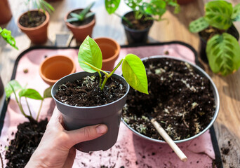 Woman's hand holds Green seedlings in pots, potting plants at home. Indoor garden, house plants. Alocasia, ficus, palm, monstera monkey, calathea, swiss cheese plant