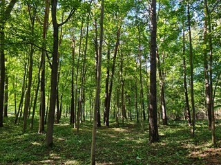 Slender trunks of young trees in a small forest on the coast of the sea bay