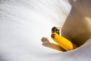 Bee collecting pollen and with legs full of honey in a Calla Lilies flower.