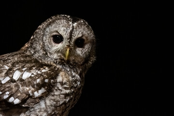 Portrait of an tawny owl in the forest night.