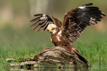 Western Marsh harrier ( Circus aeruginosus )