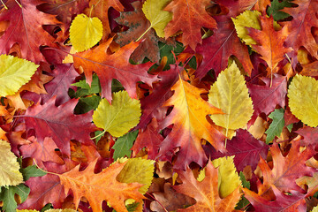 Naklejka na ściany i meble Background of group of autumn leaves. Colorful and bright background of fallen autumn leaves.
