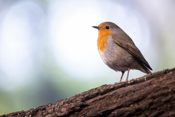 Robin on a tree branch.