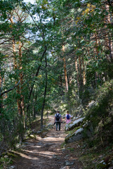 Fototapeta premium Hikers walking in the forest in spring