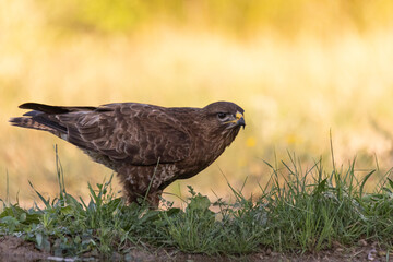Buzzard perched on the grassy ground.