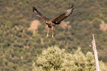 Buzzard flying with outstretched wings.