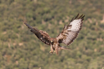 Buzzard flying with outstretched wings.