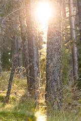 The sun setting through the trees of the forest.