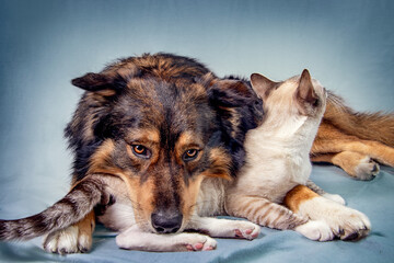 this is my buddie. cat and dog friends