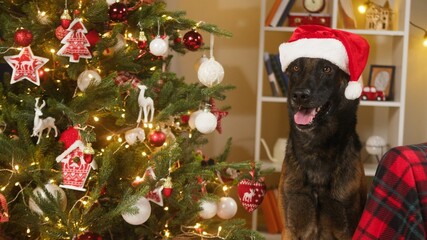 Hungry dog opening red box and eating close-up. Malinois bard eats his pet food under christmas...