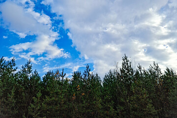 The Trees and sky in the forest. Forest. Natural trees in the forest.