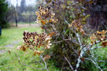 Dry hydrangea flowers in autumn