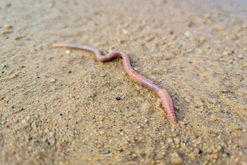 The Earth worm close-up. A worm on the ground.