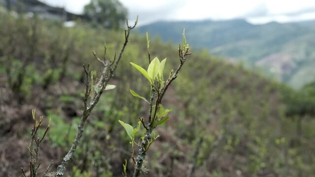 Coca Bush After Farmer Take Leaves To Make Cocaine. Illegal Farming Of Erythroxylaceae To Make Cocaine In Colombia.