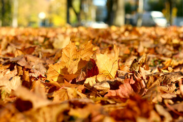 Yellow maple leaves, close-up, with shallow depth of field and blurred background