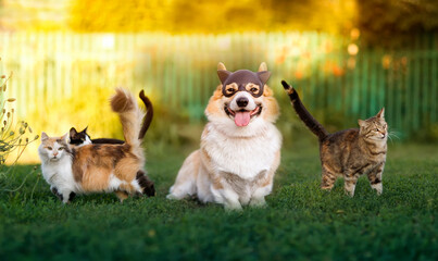funny corgi dog sits and disguises himself among cats on the green grass in the spring sunny garden