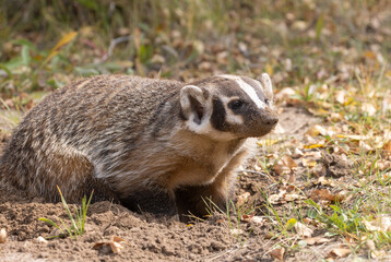 Badger Hunting for Food in Wyoming in Autumn