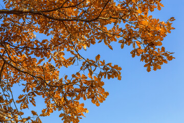 Fototapeta premium autumn orange bright oak leaves on a blue sky background