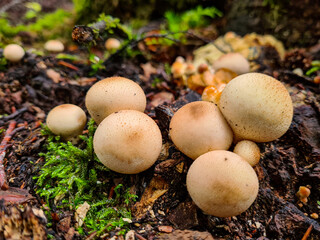 monguis, setas, alucinógenas, bosque, comer, culinario, 