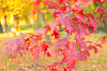 oak autumn leaves red color closeup on sunny weather, autumn