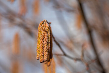 hazel catkins in the early spring time close up