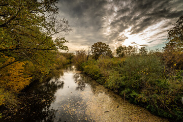 starorzecze na brzegu lasu latem