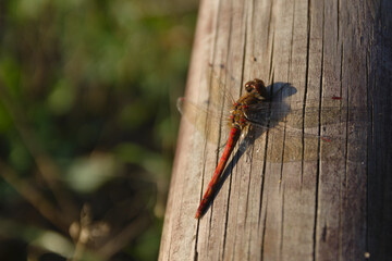 dragonfly - red saber (Latin Sympetrum sanguineum) - a species of Eurasian dragonfly from the dragonfly family (Latin Libellulidae). A mature male is red