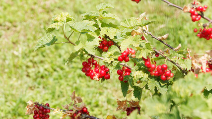 (Ribes rubrum) Redcurrant shrub with bright red translucent edible berries on stems with lobed leaves