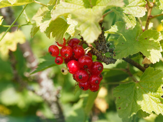 Close up on bright red translucent edible berries of redcurrant (Ribes rubrum)