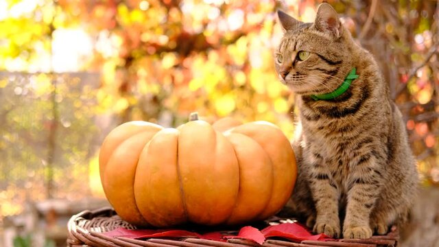 Cute stripped grey cat sitting and looking around and touch ripe orange ginger beautiful pumpkin for thanksgiving day and halloween. High quality 4k footage