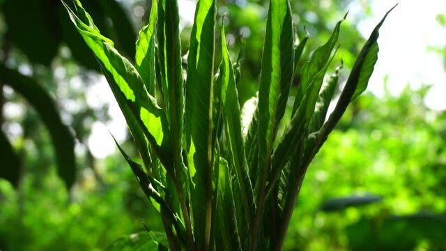 Amorphophallus variabilis (kembang bangkai, walur, acung) tree with a natural background. The leaves are used as fish food. The fruit cobs, leaf stalks and fruit are peeled off, cooked as vegetables