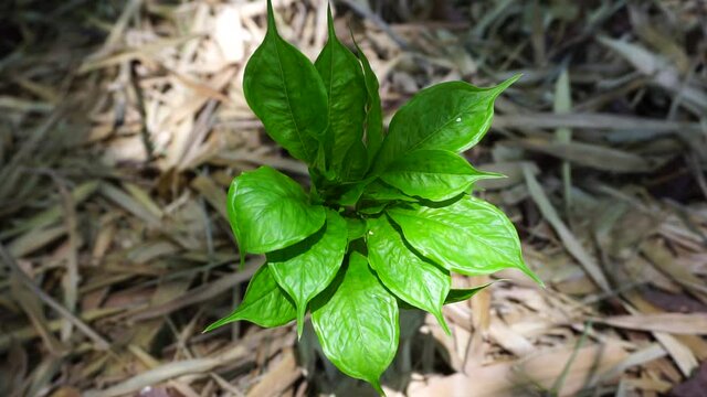 Amorphophallus variabilis (kembang bangkai, walur, acung) tree with a natural background. The leaves are used as fish food. The fruit cobs, leaf stalks and fruit are peeled off, cooked as vegetables