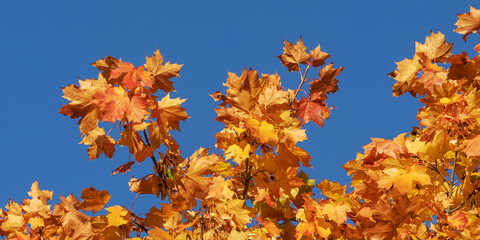 Bläter des Spitzahorns (Acer platanoides) in Herbstfäbung vor blauem Himmel.