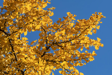 Blätter des Ginkgo (Ginkgo biloba) im Herbstlaub mit blauem Himmel. Der Ginkgo ist ein lebendes Fossil und eine Heilpflanze. ..