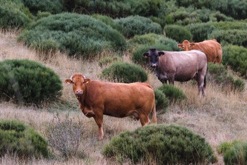Ganado vacuno en el monte, ganaderia de montaña.