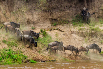 Nile crocodile hunting wildebeest, while they crossing the Mara river in Serengeti national park, Tanzania. Great migration