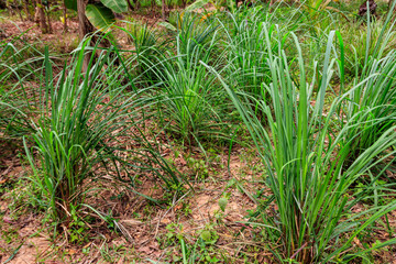 Obraz premium Cymbopogon, also known as lemongrass, barbed wire grass, silky heads, Cochin grass, Malabar grass, oily heads, citronella grass or fever grass, growing in the garden