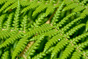 fern fronds