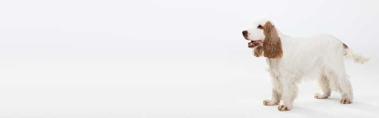Pies stoi i macha ogonem. Angielski cocker spaniel z sier ci honey gold. Panorama.