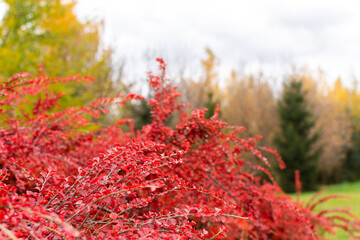 Red branches of cotoneaster in late autumn with berries close-up