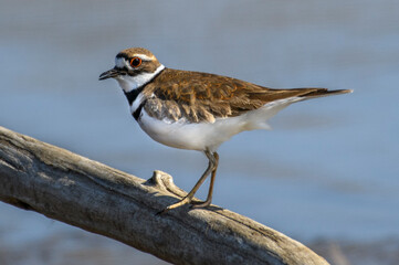 Killdeer on a Branch