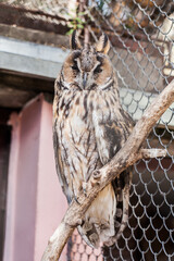 Owl at the ZOO cage .