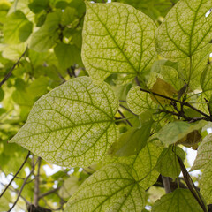 Beautiful leaves with nerves. Light comming across them.