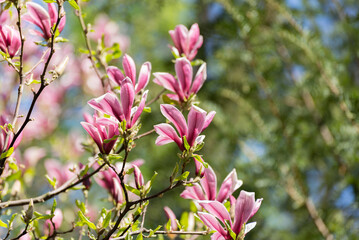 Beautiful magnolia tree blossoms in springtime. Jentle magnolia flower against sunset light.