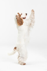 The dog stands on two hind legs. English cocker spaniel with honey gold coat.