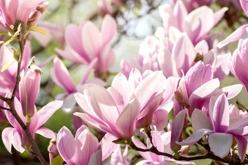 Fototapeta premium Beautiful magnolia tree blossoms in springtime. Jentle magnolia flower against sunset light.