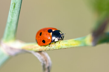 seven-spot ladybird, black and red insect on a fennel stem
