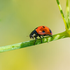 seven-spot ladybird, black and red insect on a fennel stem
